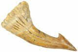 Fossil Sawfish (Onchopristis) Rostral Barb - Morocco #322826-1